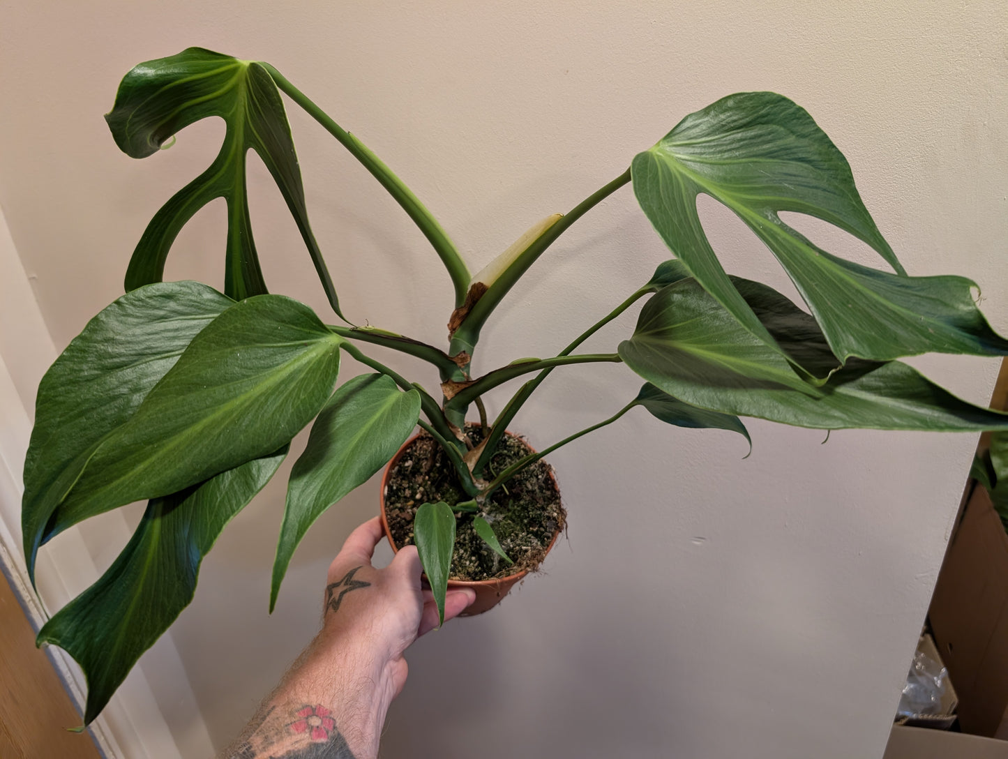 Monstera Burle Marx Flame 15cm