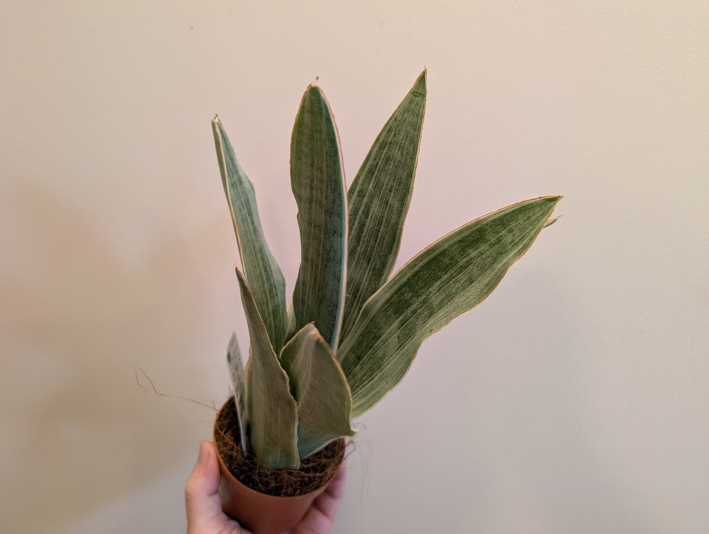 Sansevieria Metallica 9cm