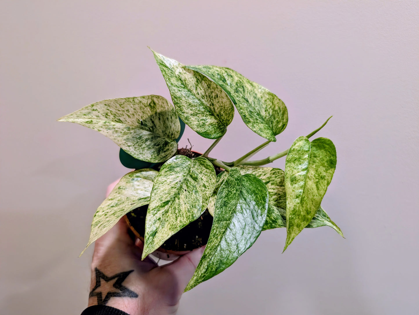 Epipremnum pinnatum Mint 9cm
