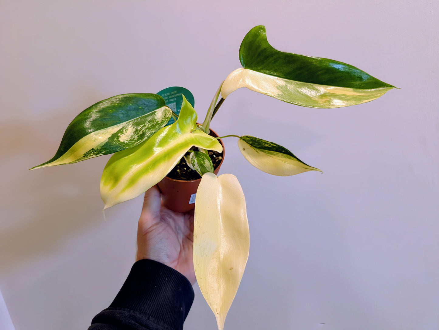 Philodendron Florida Beauty 9cm