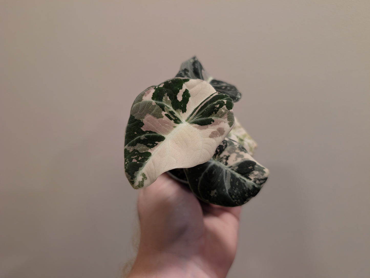 Alocasia Black Velvet Pink 6cm