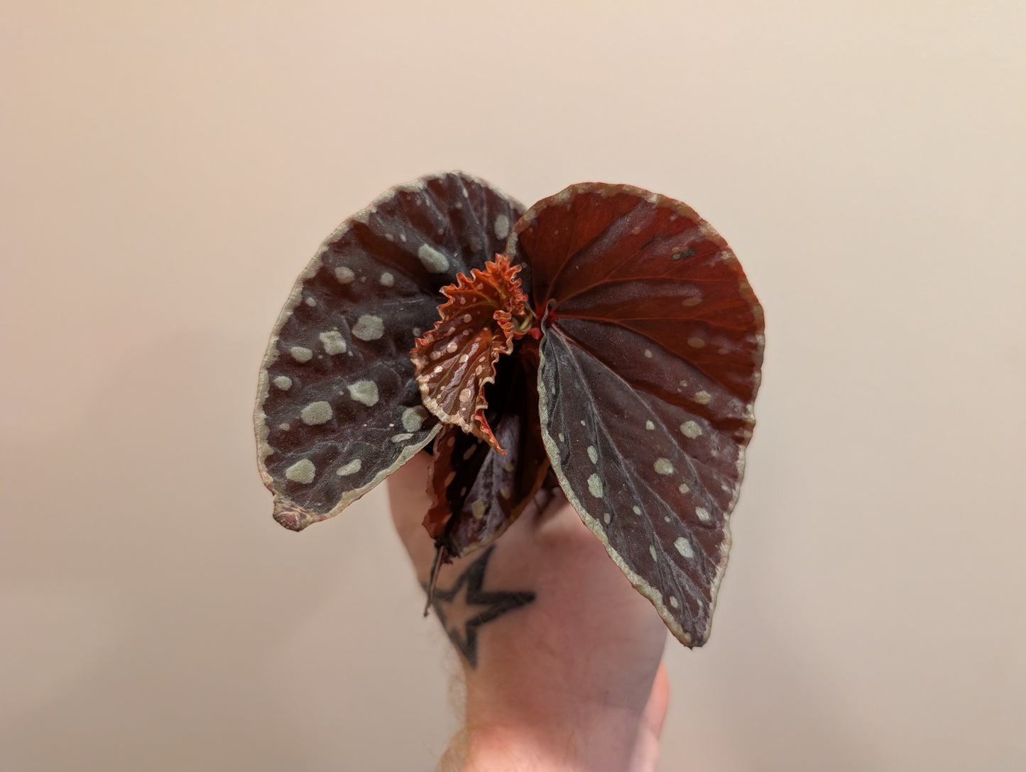 Begonia Firefly 8cm