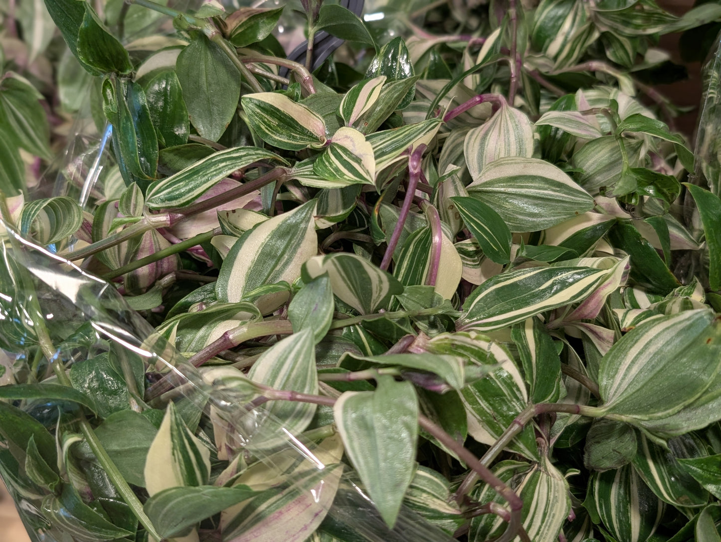 Tradescantia Tricolour Rosa 19cm