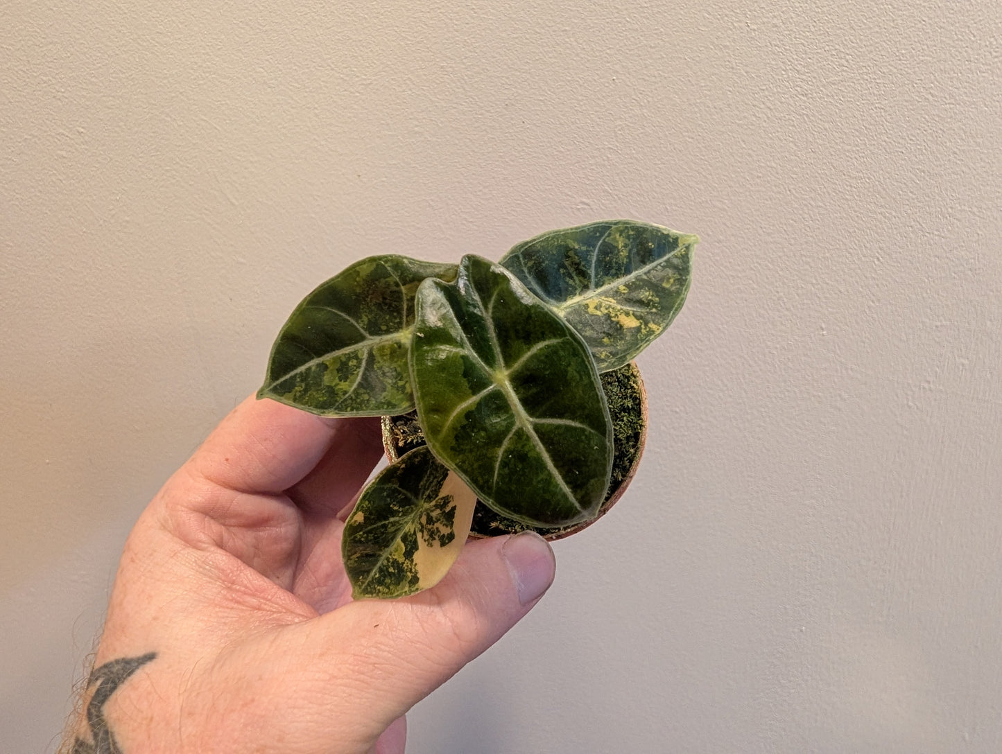 Alocasia Dragons Tooth 6cm