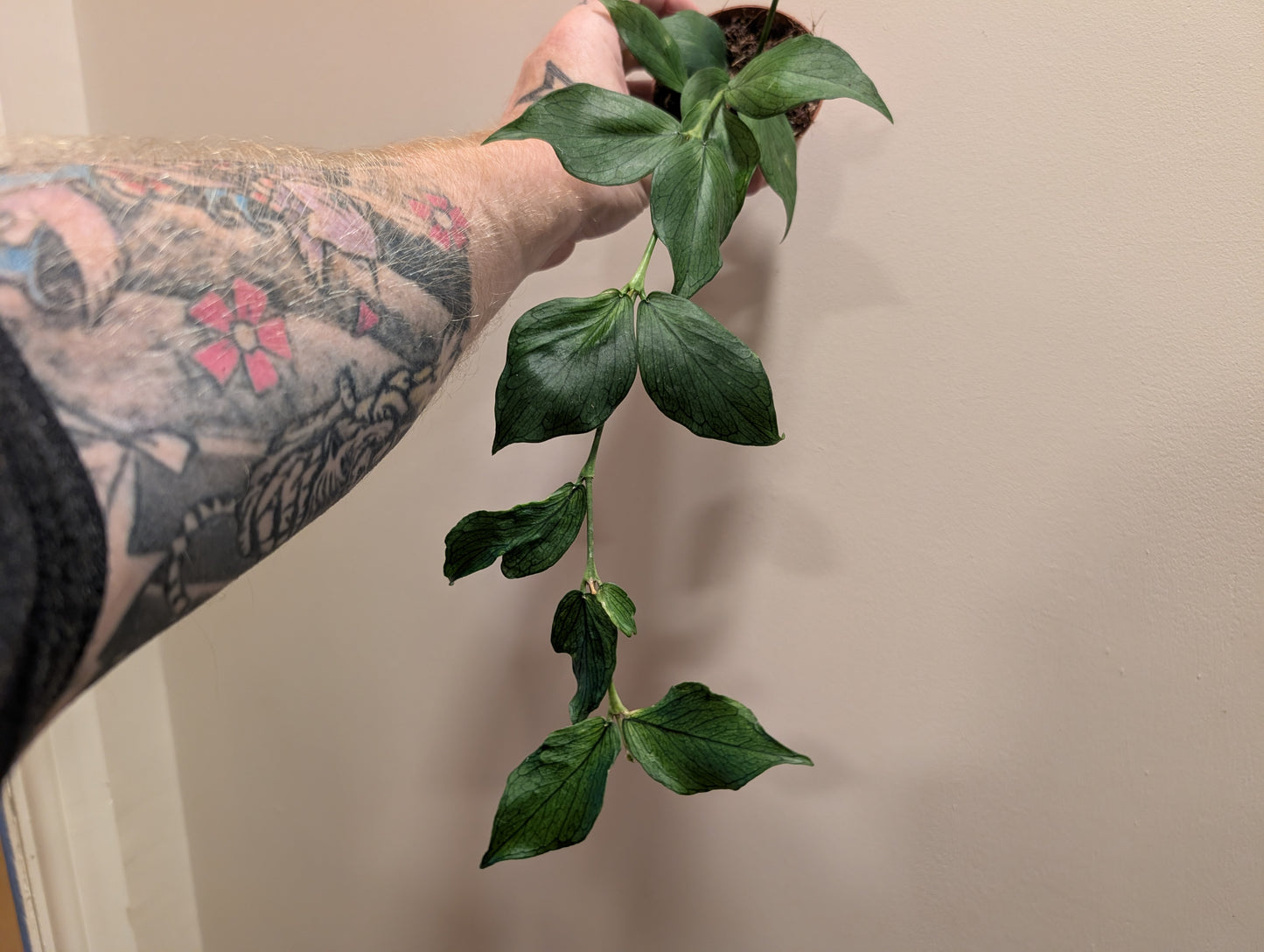 Hoya Polyneura 8cm