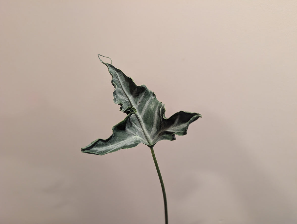 Alocasia Teletubbies 10.5cm