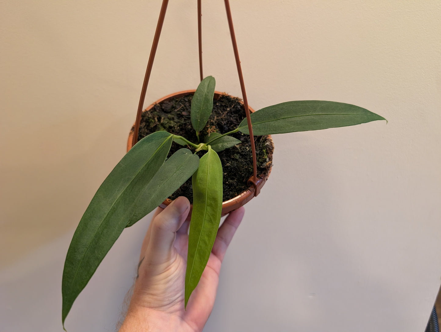 Anthurium Wendlingeri 14cm