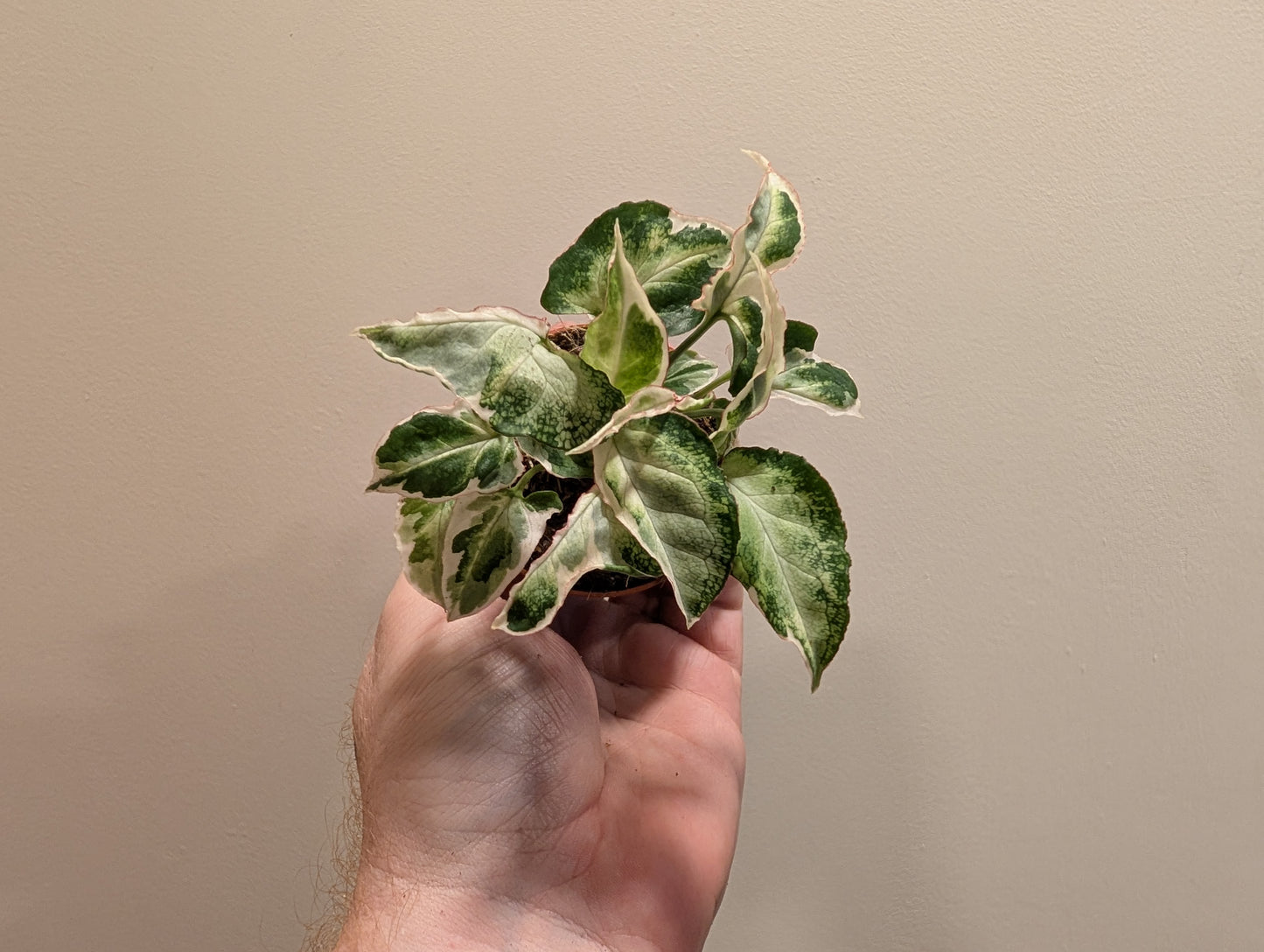 Syngonium Starlite 6cm
