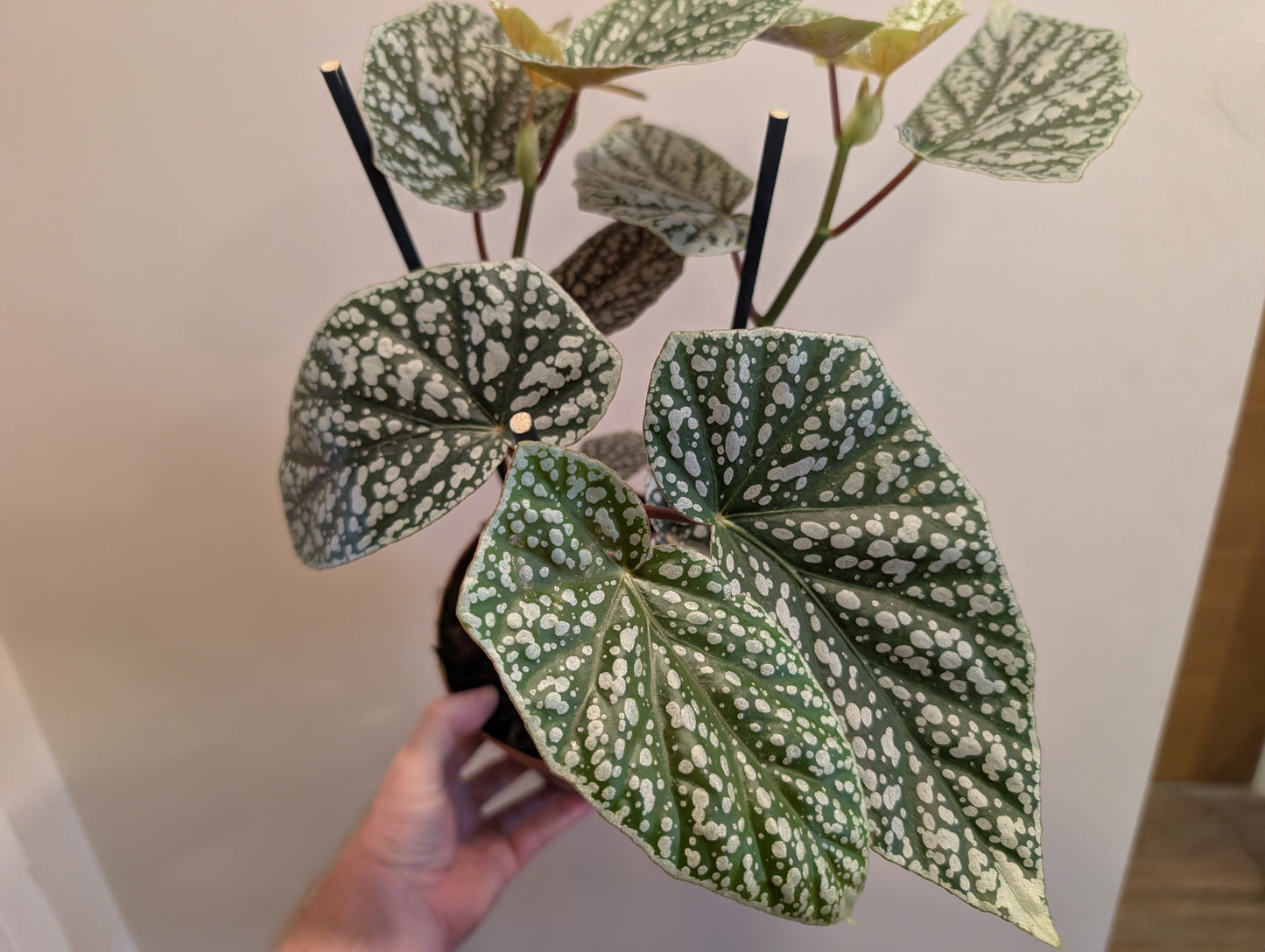 Begonia Snowcap 17cm