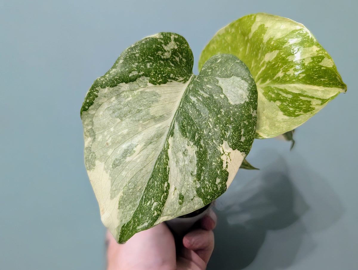 Monstera Creme Brulee 6cm