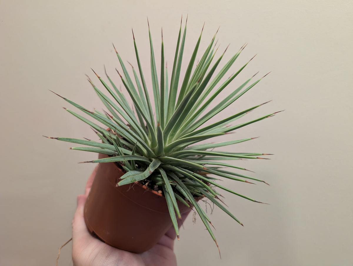 Agave Stricta Nana 10cm