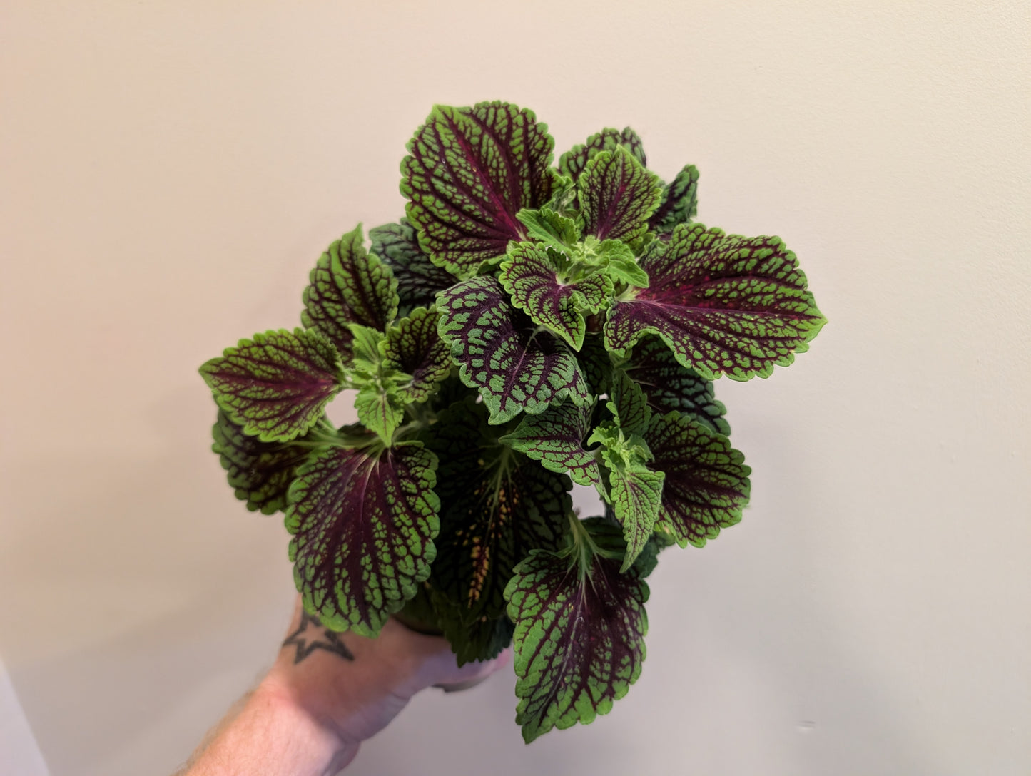 Coleus Spacecake 12cm