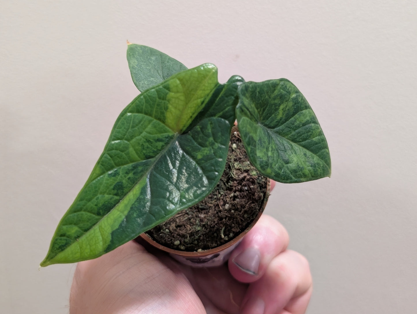 Alocasia Scalprum Aurea 6cm