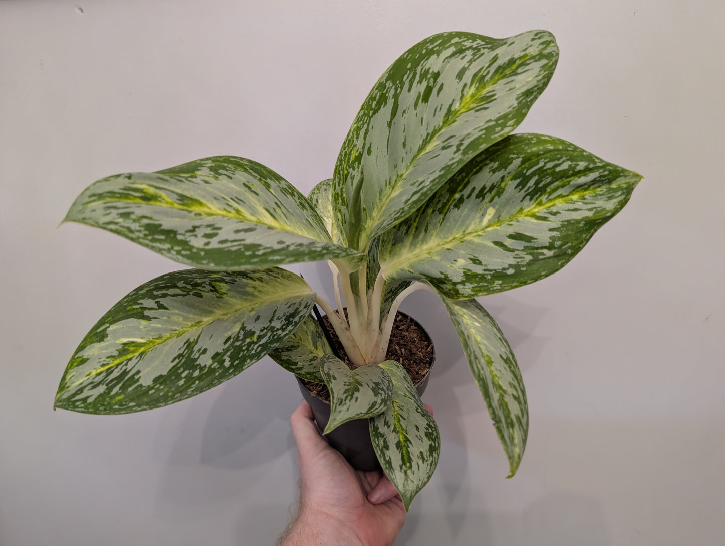 Aglaonema Arctic Lime 12cm Grade Z