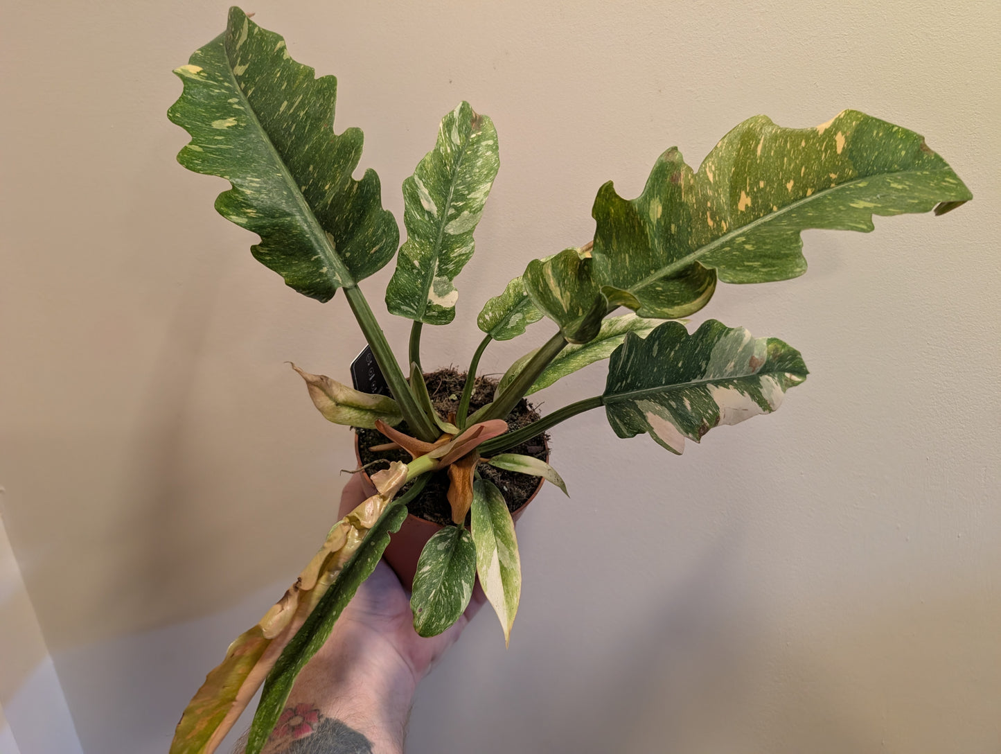 Philodendron Ring of Fire 12cm