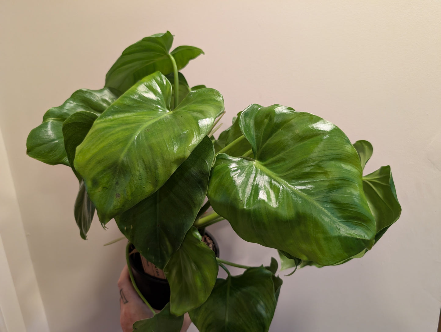 Philodendron Giganteum 14cm