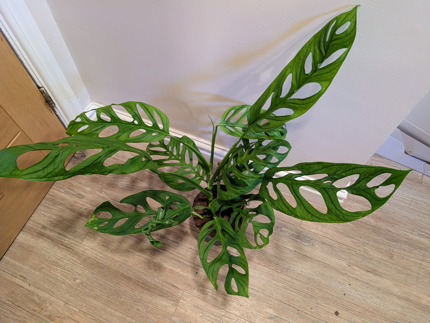Monstera Esqueletto 17cm
