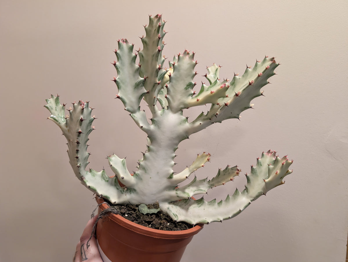 Euphorbia Lactea White Ghost 17cm 👻