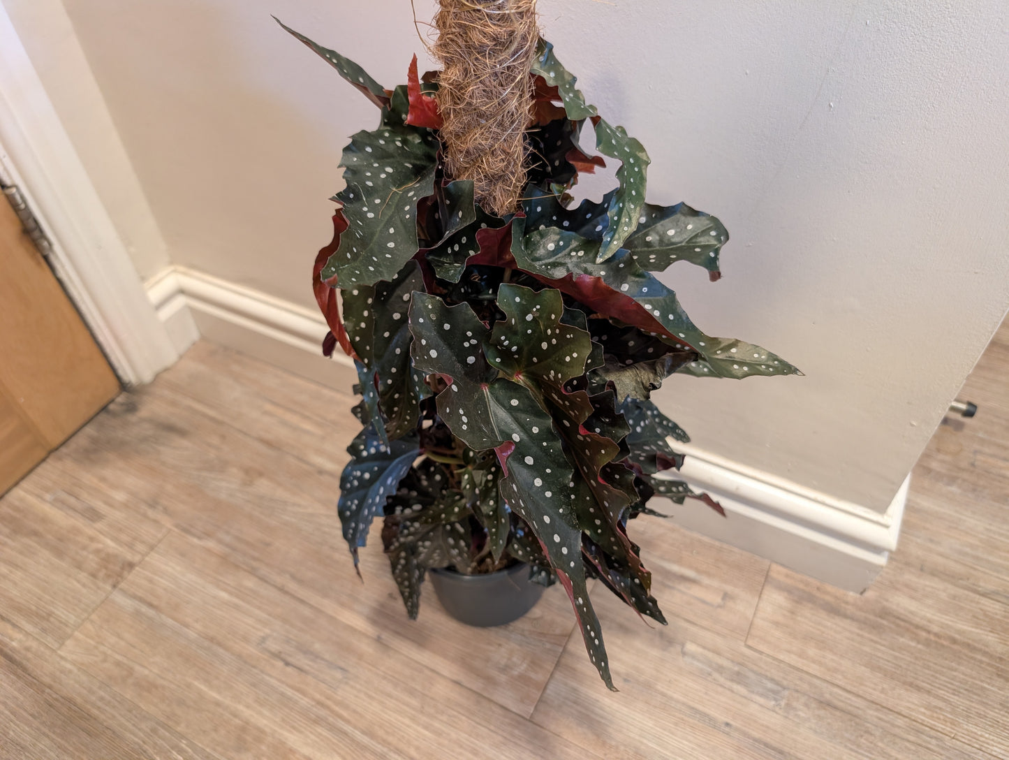 Begonia Black Forest 16cm