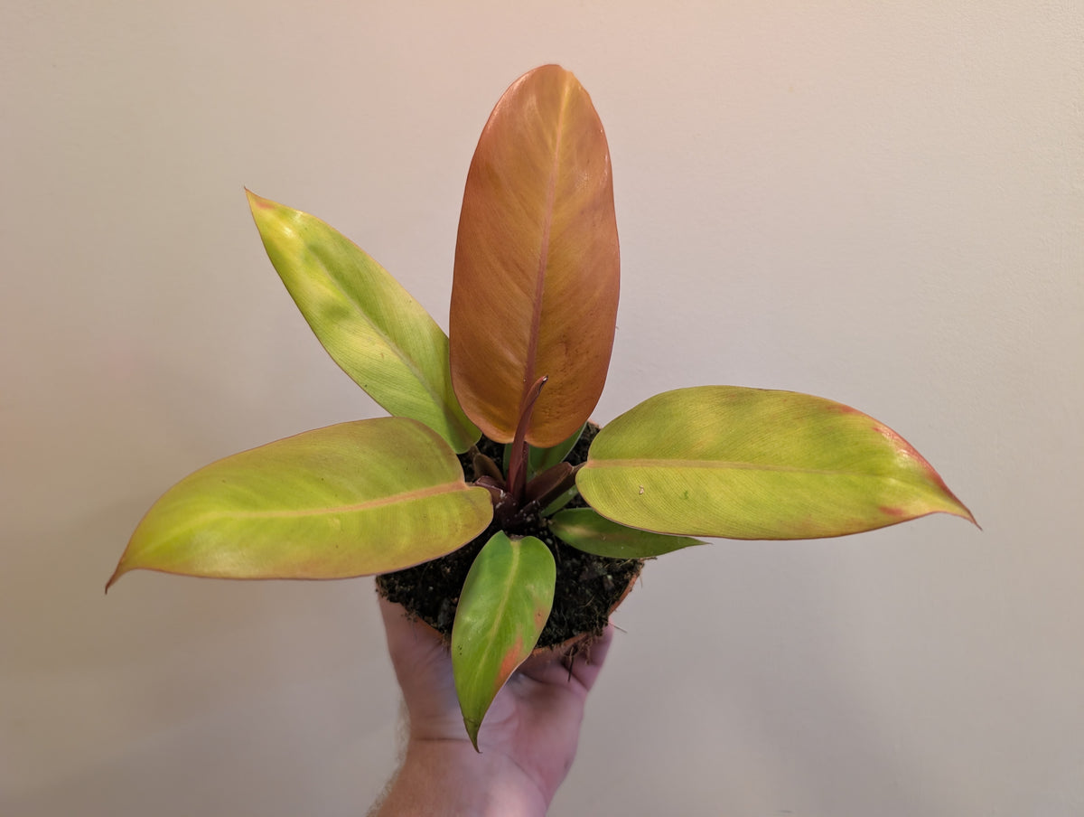 Philodendron Prince of Orange 12cm
