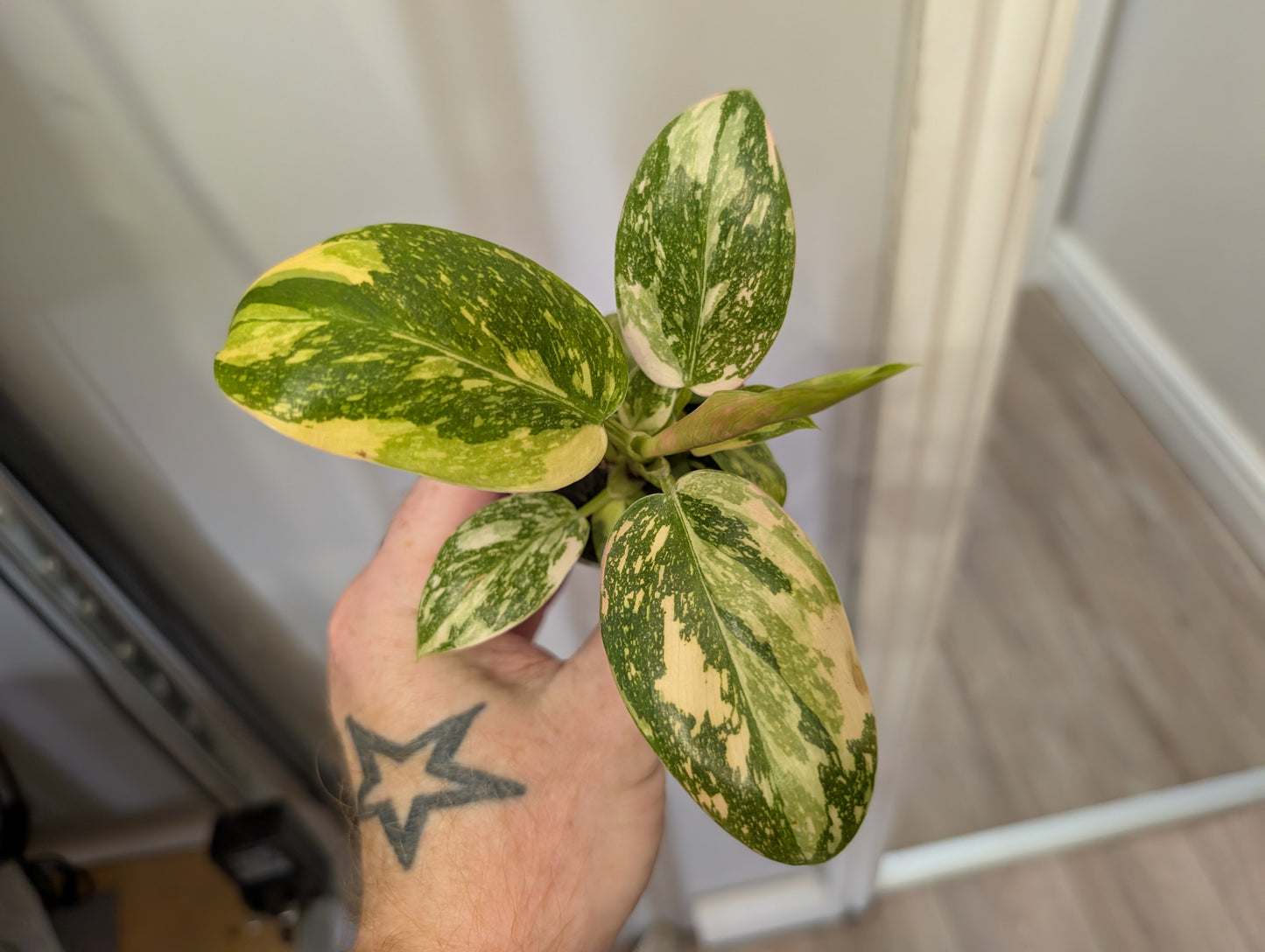 Philodendron Green Congo Variegata 6cm