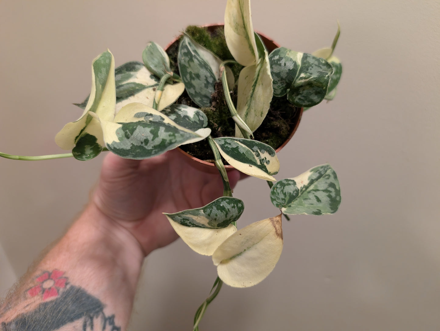 Scindapsus Mayari Variegata 10.5cm