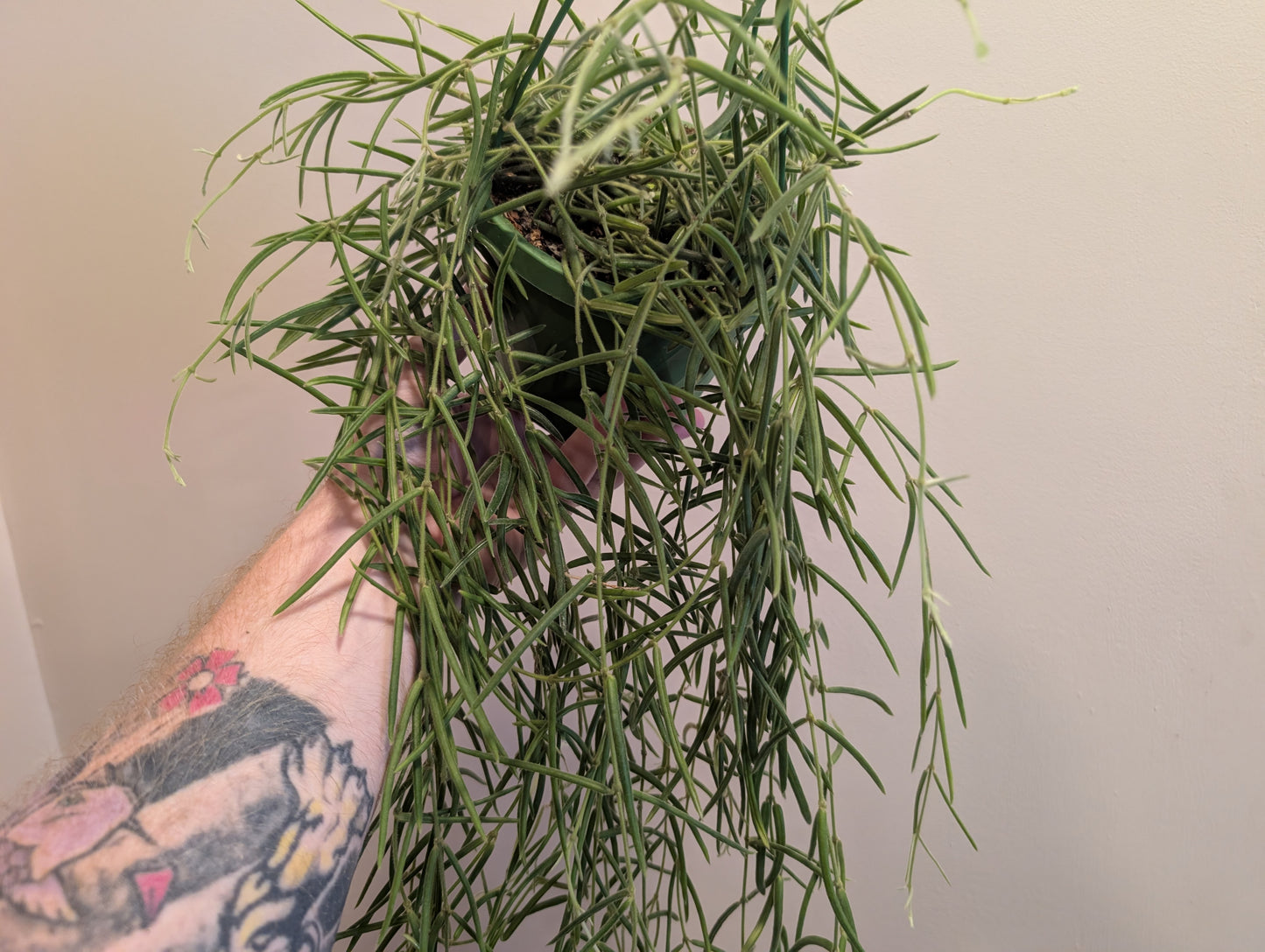 Hoya Linearis 14cm