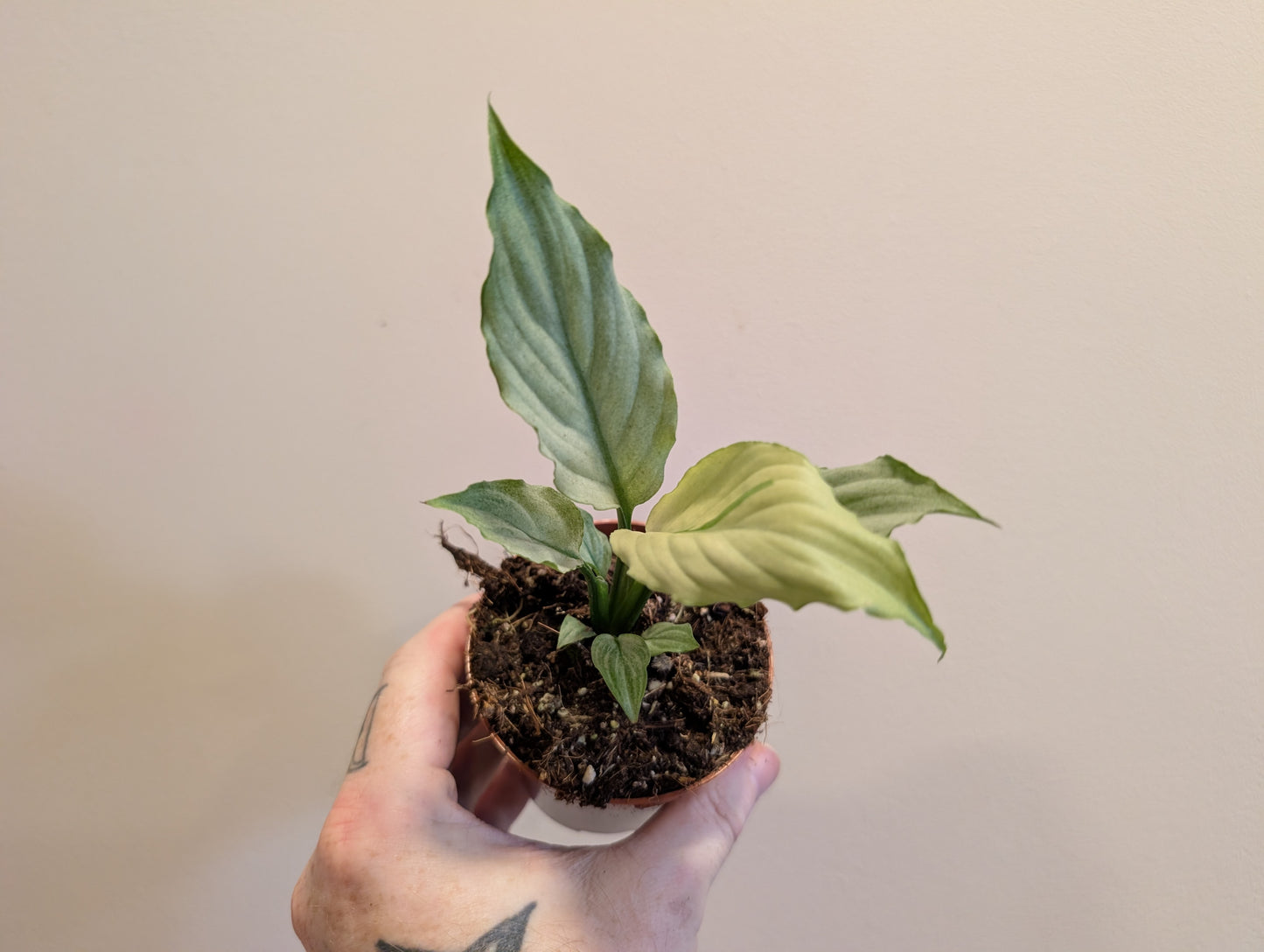 Spathiphyllum Blue Ice 8cm