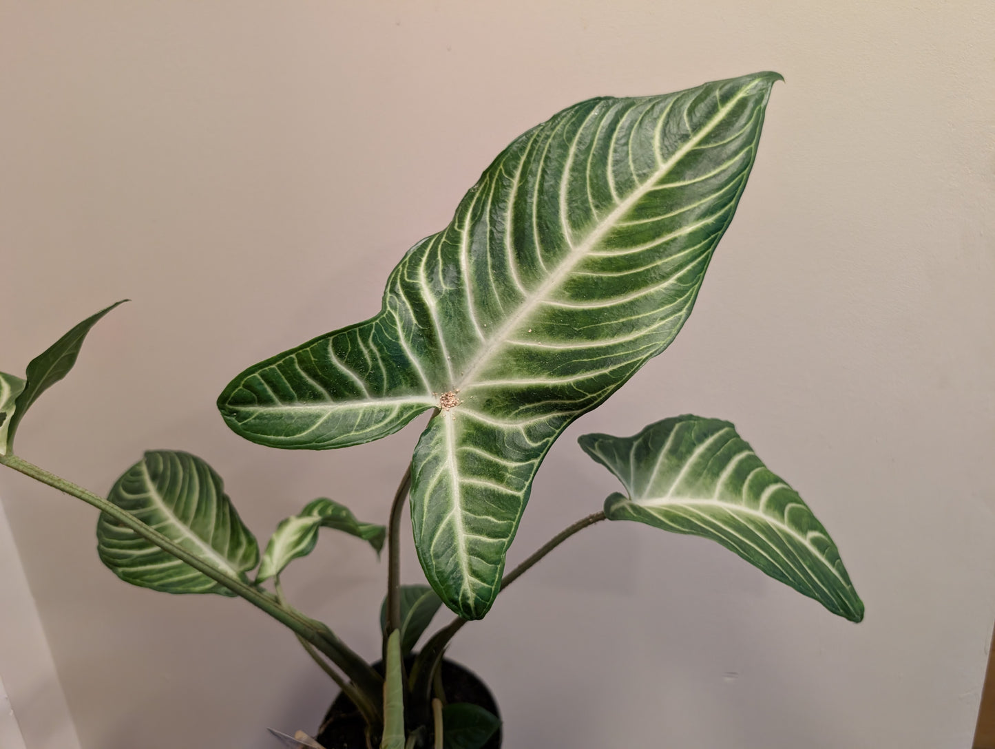 Xanthosoma Lindenii 14cm