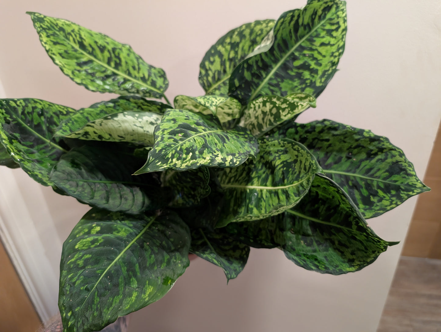 Dieffenbachia Reflector 17cm