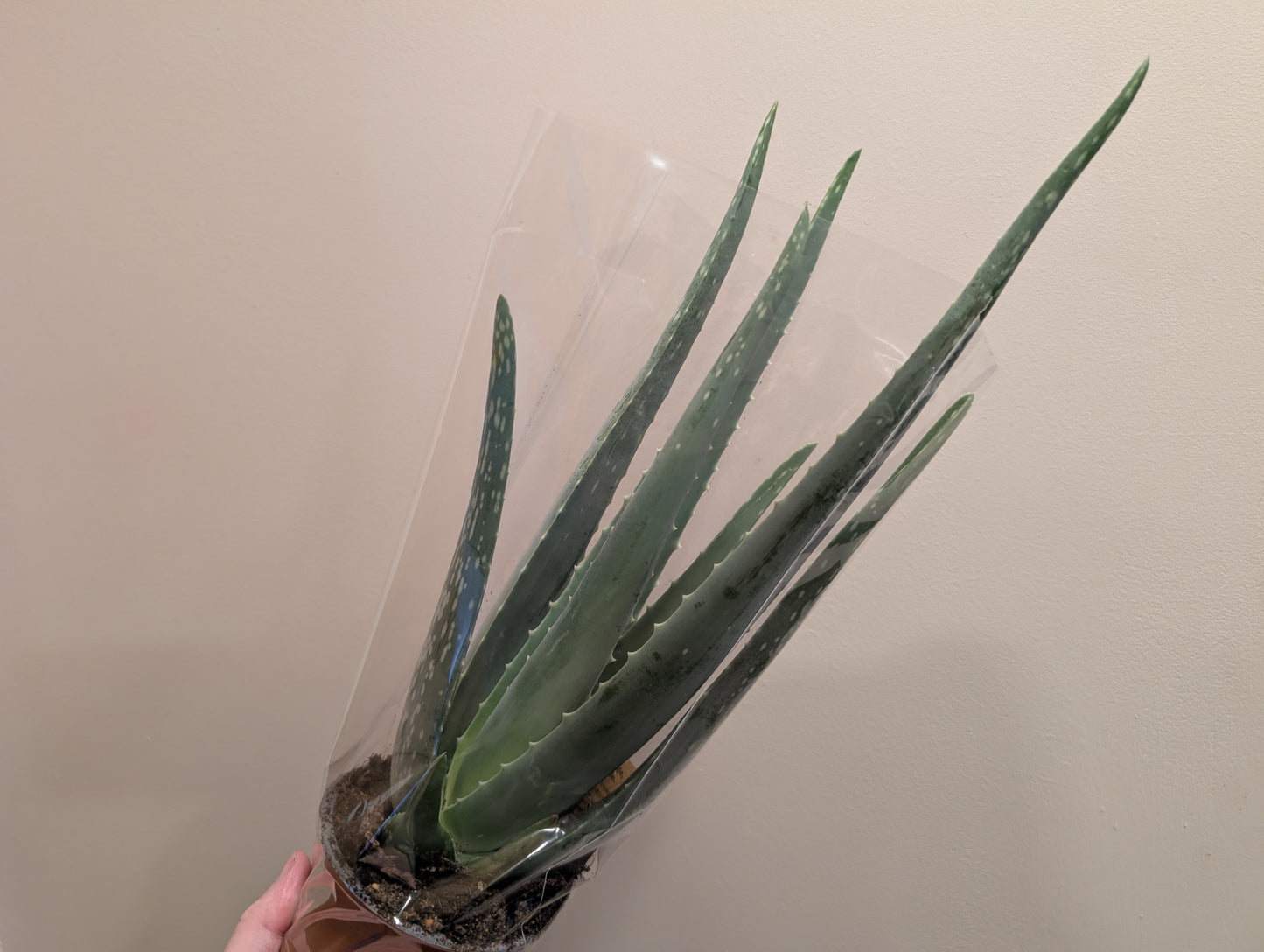 Aloe Vera 12cm