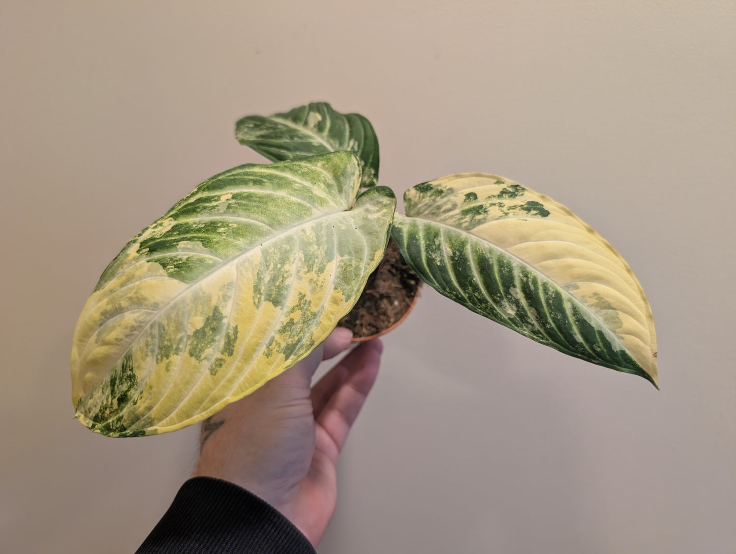 Xanthosoma Lindenii Variegata 9cm