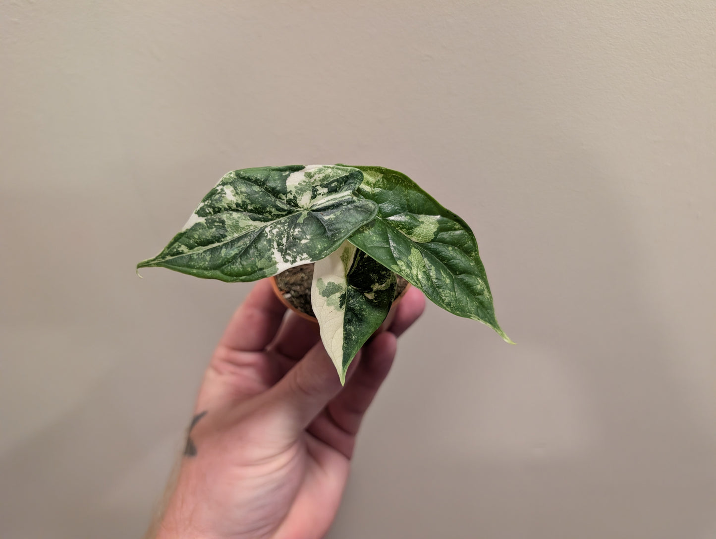Alocasia Dragon Scale Albo 6cm