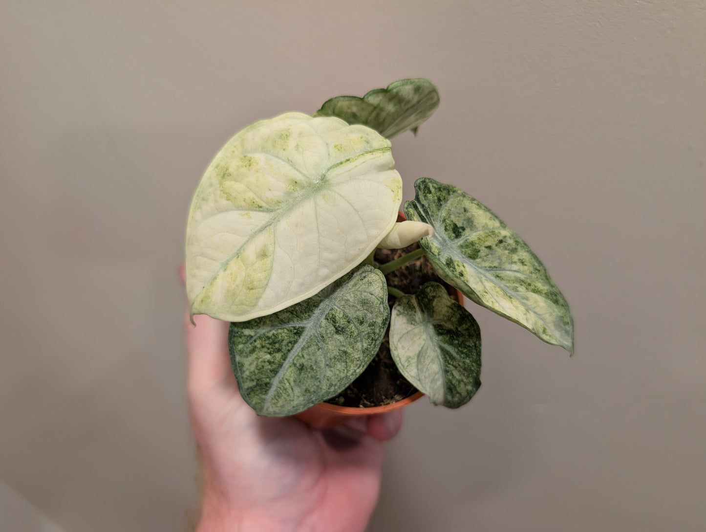 Alocasia Ninja Tricolour 9cm