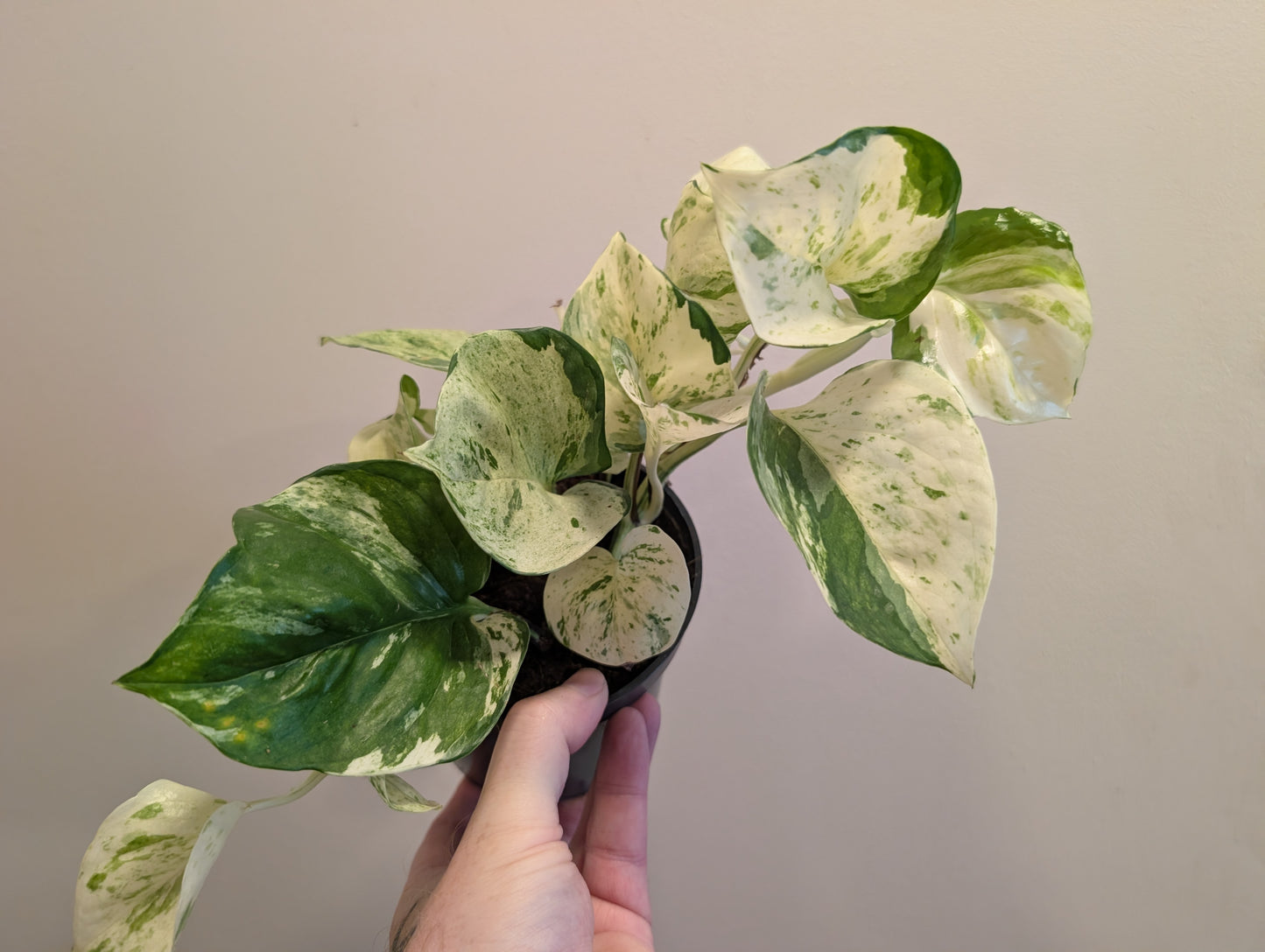 Epipremnum Happy Leaf 12cm