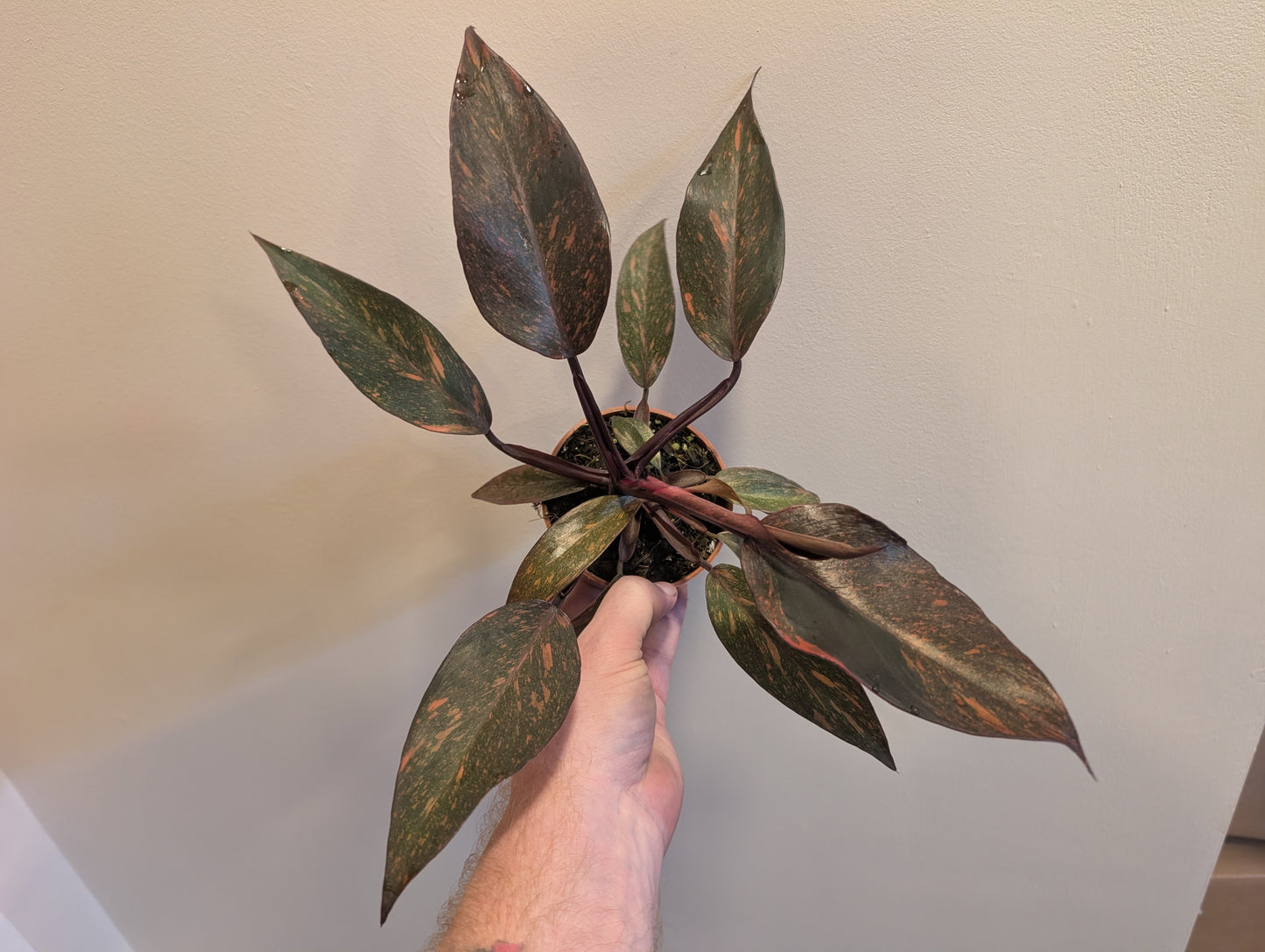 Philodendron Orange Princess 9cm