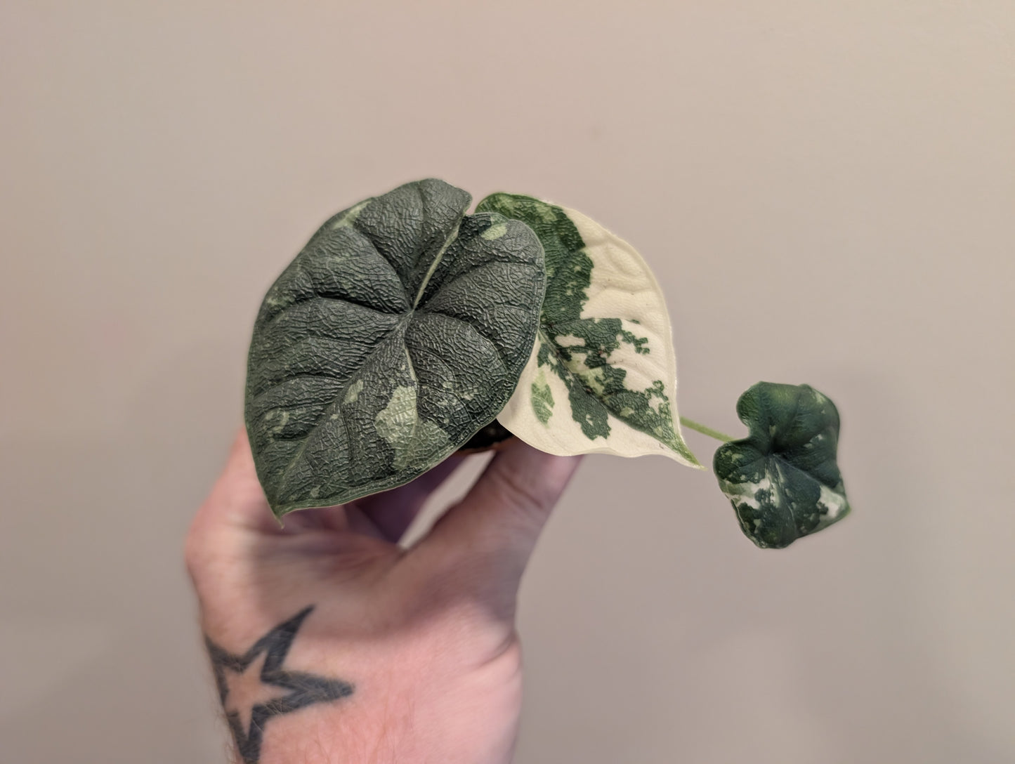Alocasia Melo Albo 6cm