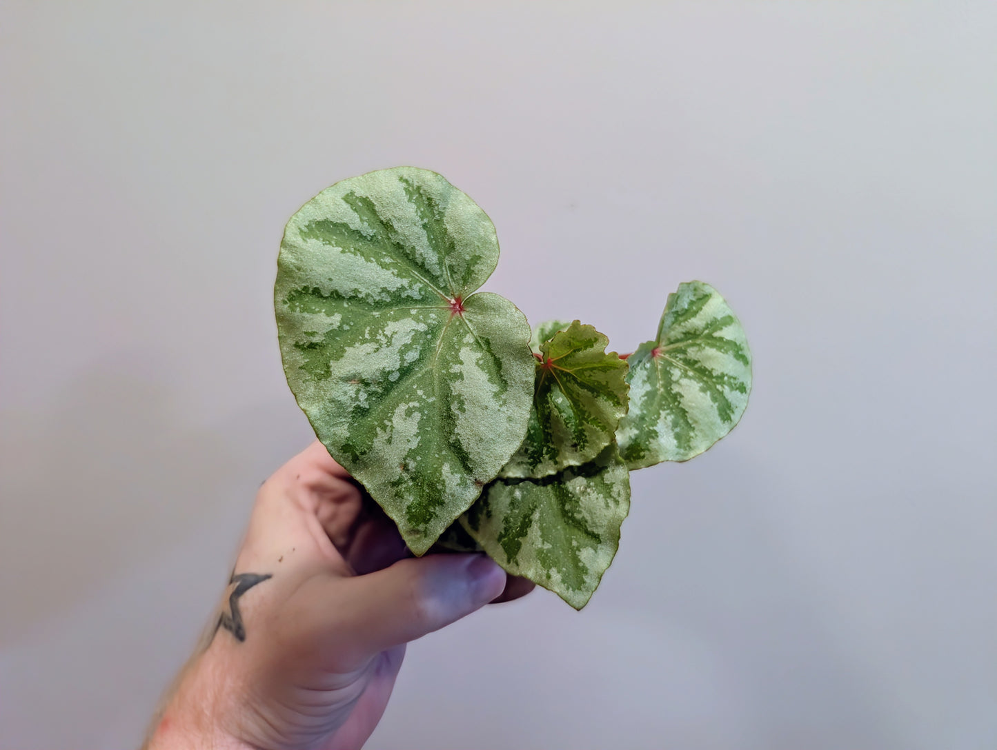 Begonia Temuyuk Silver 8cm