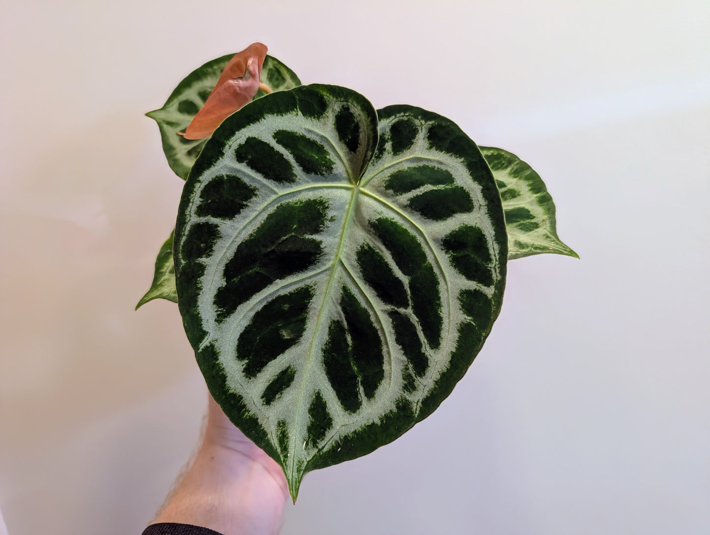 Anthurium Silver Blush 12cm