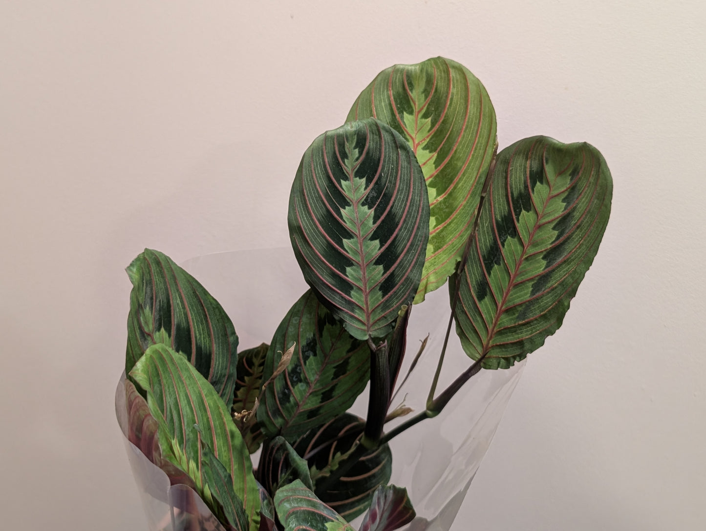 Maranta Fascinator 12cm