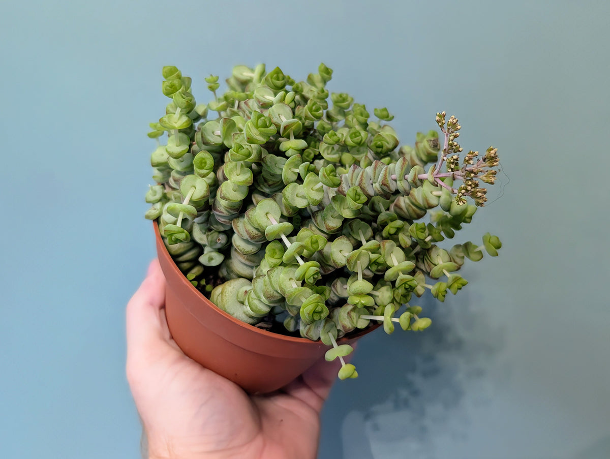 Crassula Marine Rina 8.5cm