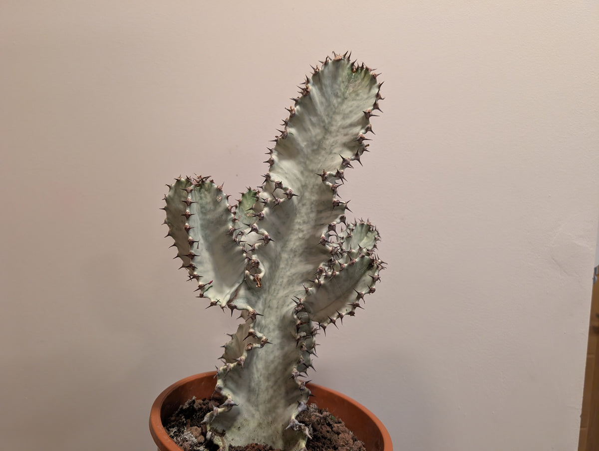 Euphorbia Ingens Variegata 21cm
