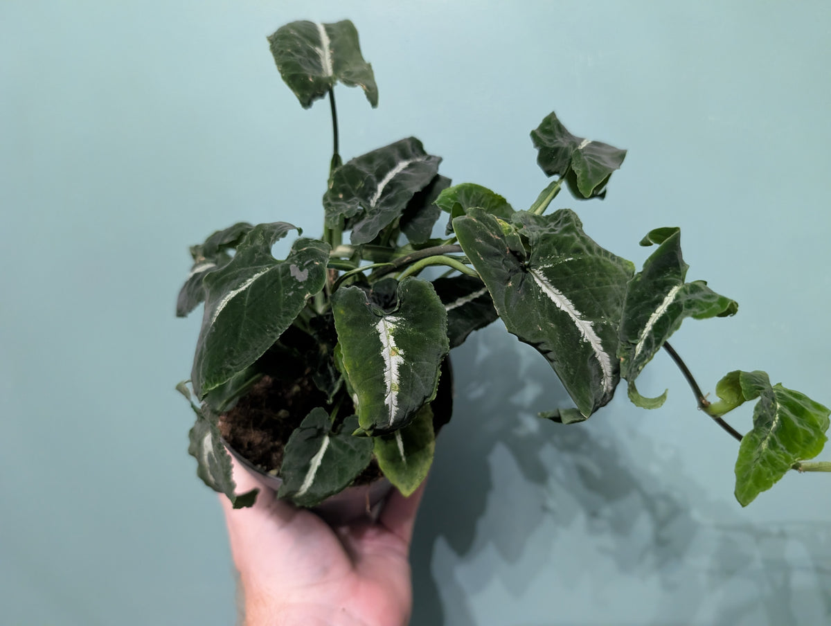 Syngonium Wendlandii 12cm