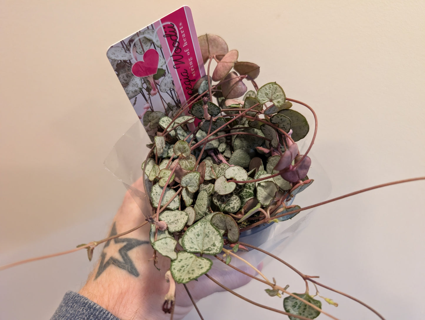 Ceropegia Woodii Silver Glory 9cm