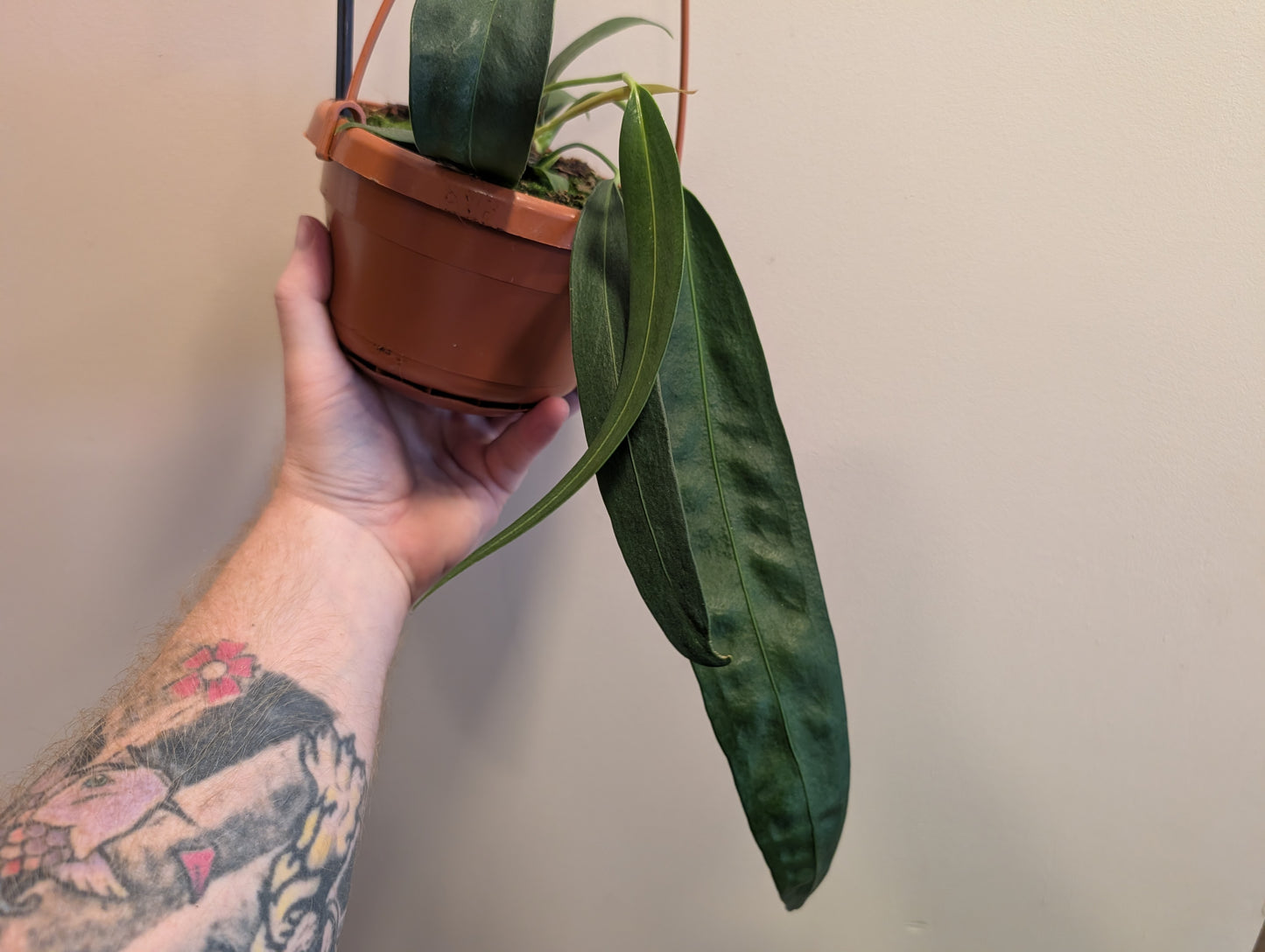Anthurium Wendlingeri 14cm Hanging Basket