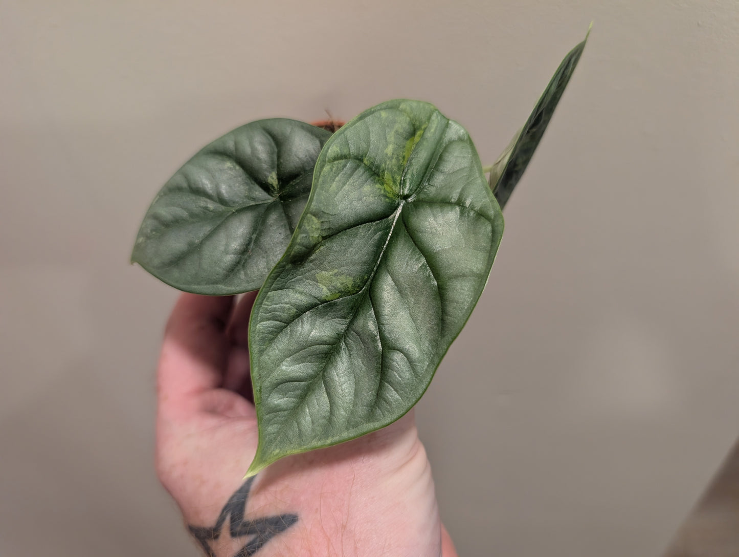 Alocasia Silver Dragon Aurea 6cm - Low Var