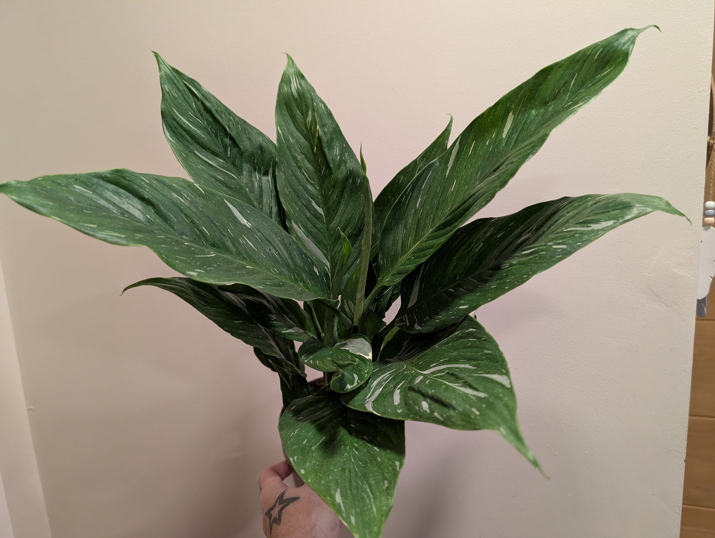 Spathiphyllum Diamond Peace Lily 14cm