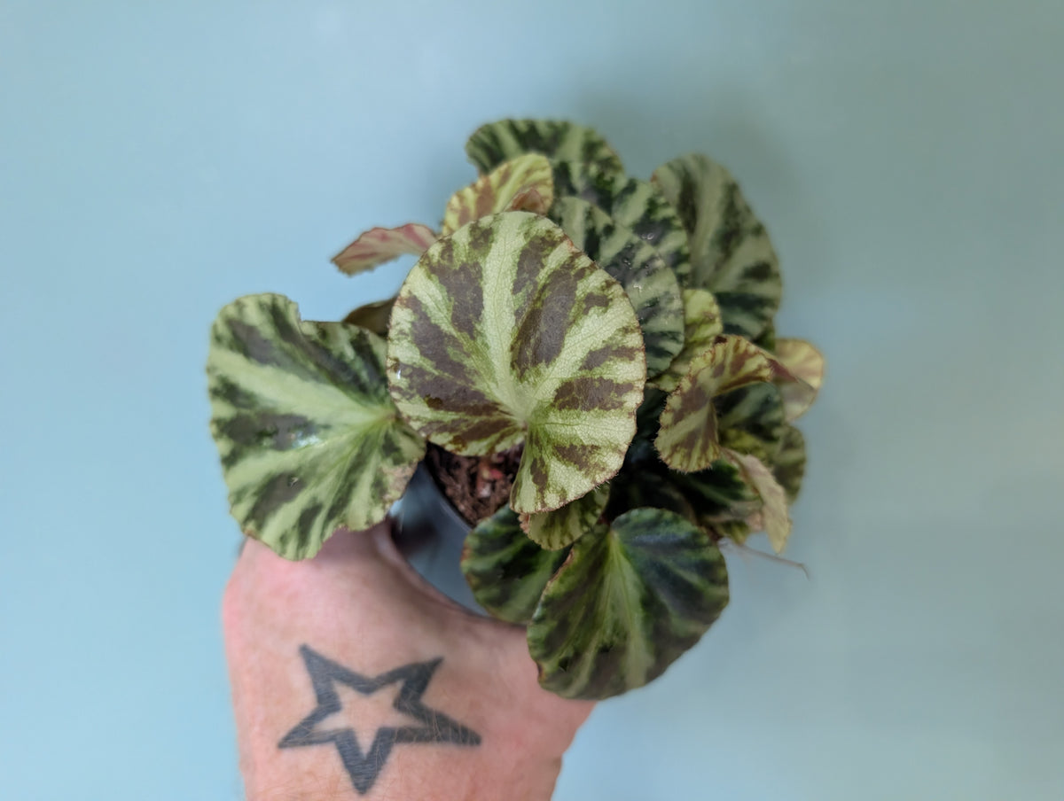 Begonia Gironella Safari 10cm