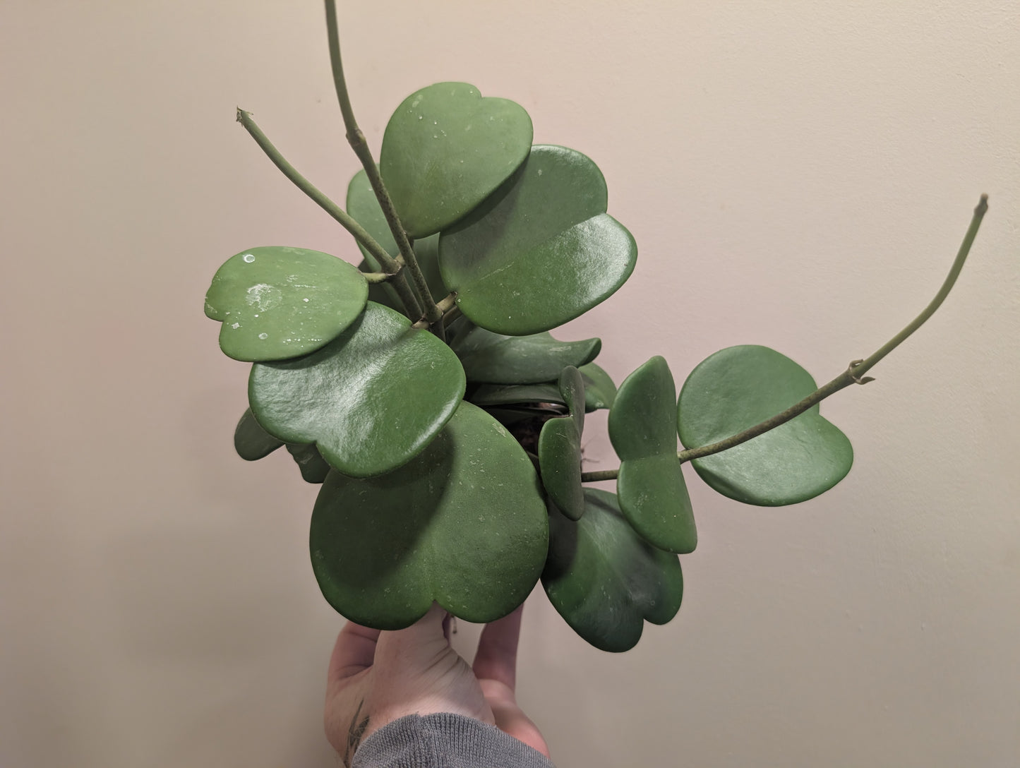 Hoya Kerrii 12cm