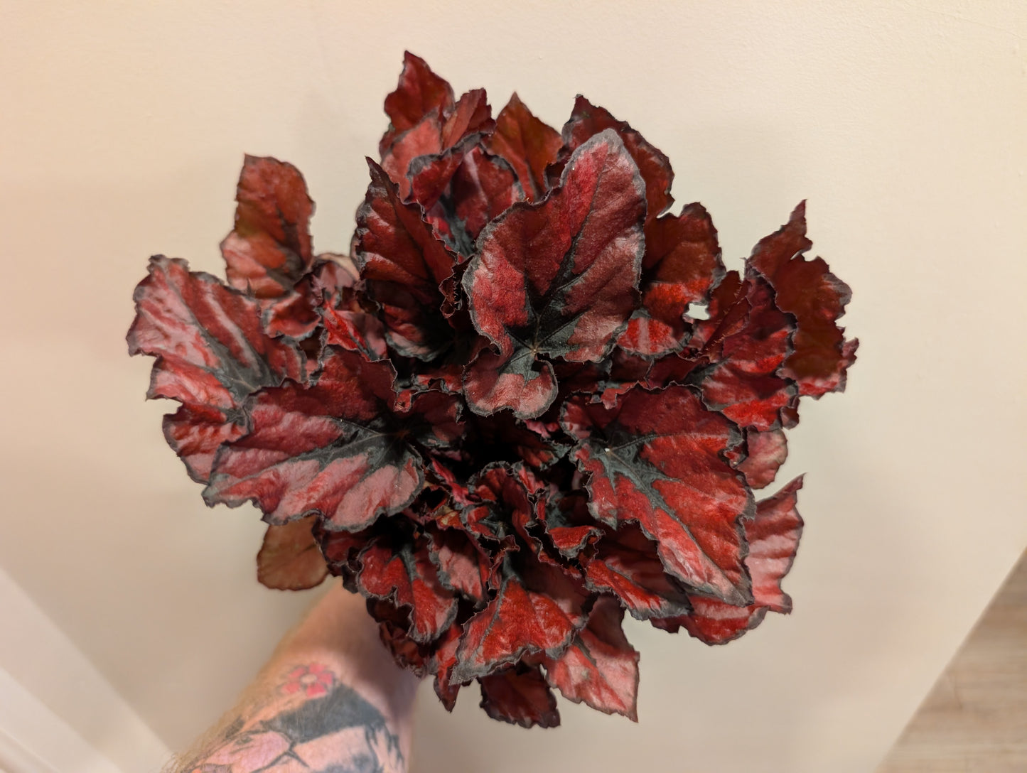 Begonia Red Kiss 13cm